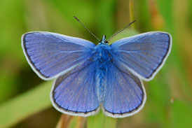 Common Blue